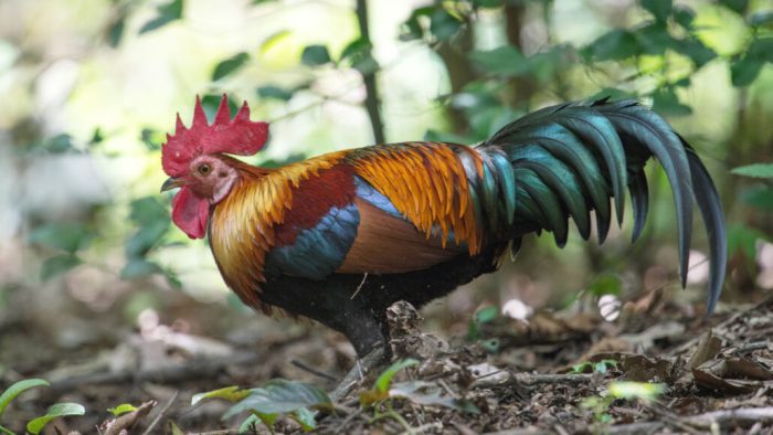 Studi Kasus Tentang Keberhasilan Konservasi Ayam Hutan