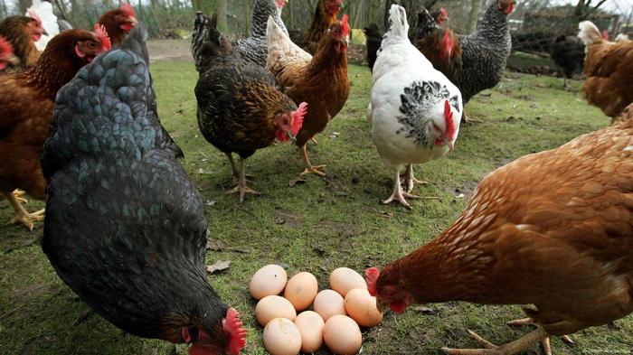 Manfaat Kesehatan Mengonsumsi Telur Ayam Kampung Organik