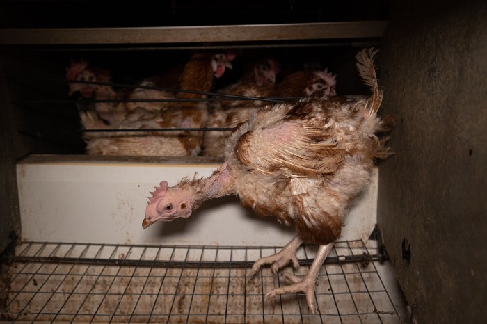 Pengaruh Kepadatan Kandang Terhadap Kesehatan Ayam Petelur