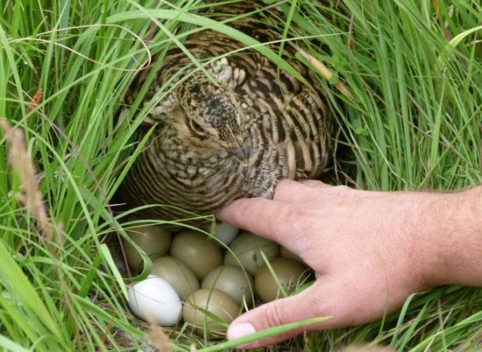 Mengembangkan Model Pengelolaan Habitat Ayam Hutan Yang Berkelanjutan