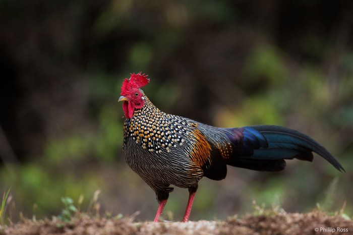 Studi Kasus Tentang Keberhasilan Konservasi Ayam Hutan