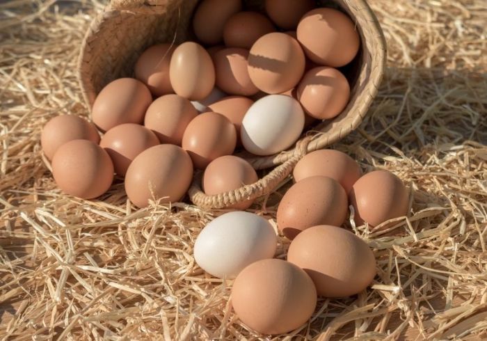 Eggs farmers chickens