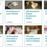 Penyakit Umum Pada Ayam Kampung Dan Cara Penanganannya