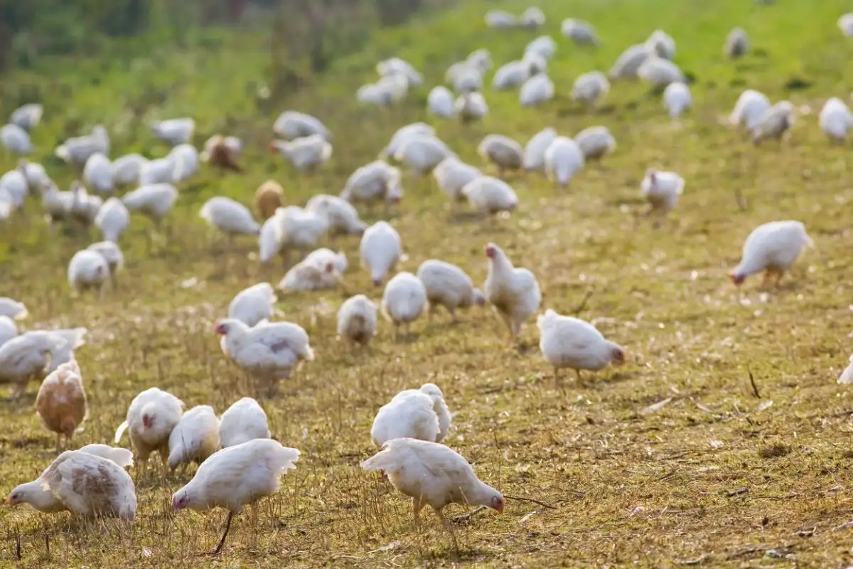 Perkembangan Genetika Ayam Domestik Dari Nenek Moyangnya