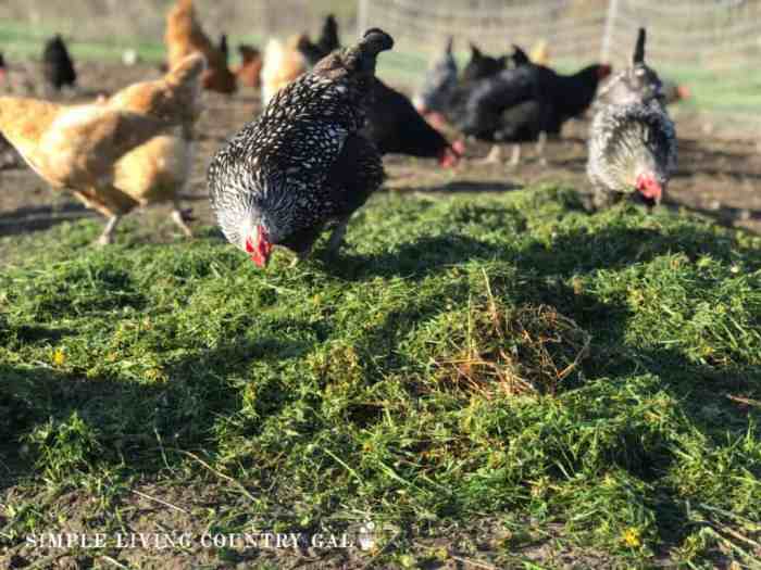 Cara Mencegah Penyakit Pada Ayam Kampung Secara Efektif