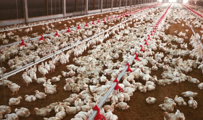 Sustainability transparency improves refresh wattagnet chickencheck