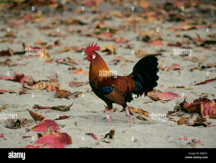 Menganalisis Keragaman Genetik Ayam Hutan Di Indonesia