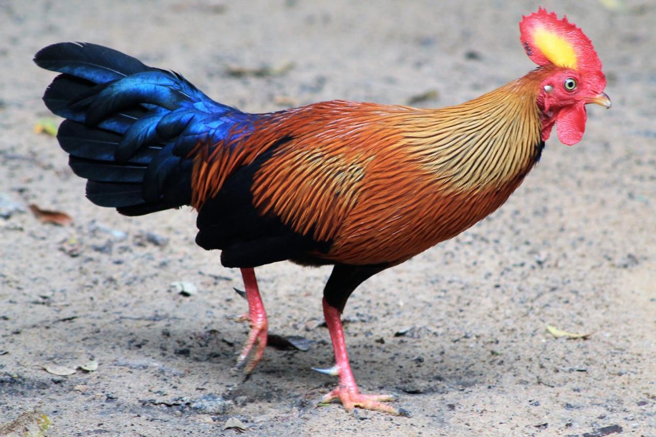 Lanka junglefowl gallus lafayette coq oiseaux lankan rooster faisans pheasant oiseau