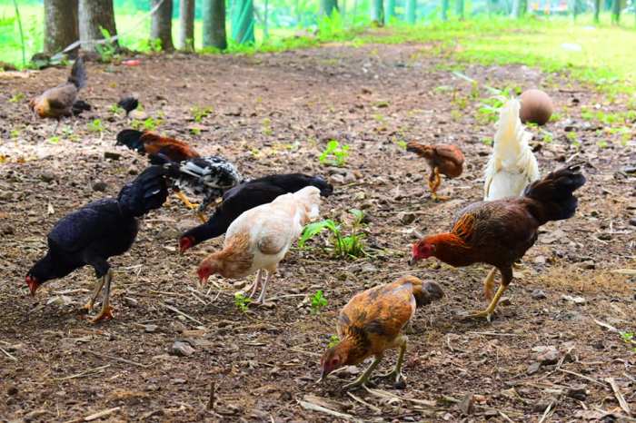 Perbedaan Ayam Kampung Lokal Dan Ayam Kampung Impor