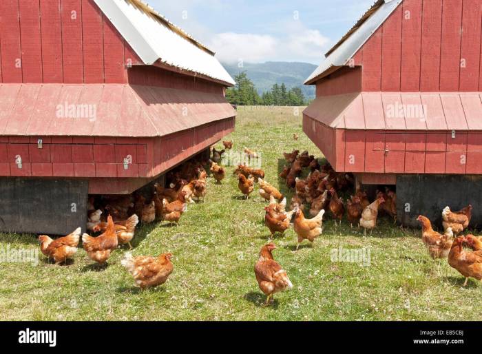 Chickens coop poultry raising feed smithmeadows farms hens laying organic flock meadows homestead pasture coops raised