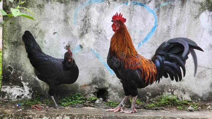 Perbedaan Ayam Kampung Jawa Dan Ayam Kampung Bali