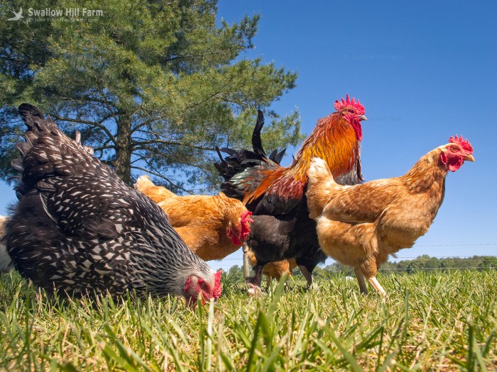 Perbedaan Ayam Kampung Lokal Dan Ayam Kampung Impor