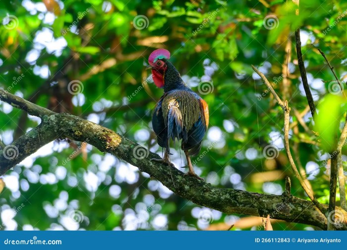 Green junglefowl indonesia gallus varius asia preview bali