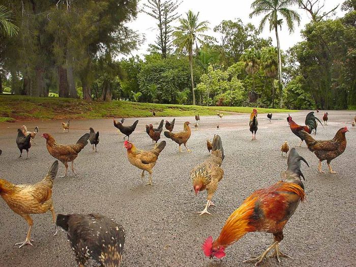 Program Pemerintah Untuk Melindungi Ayam Hutan