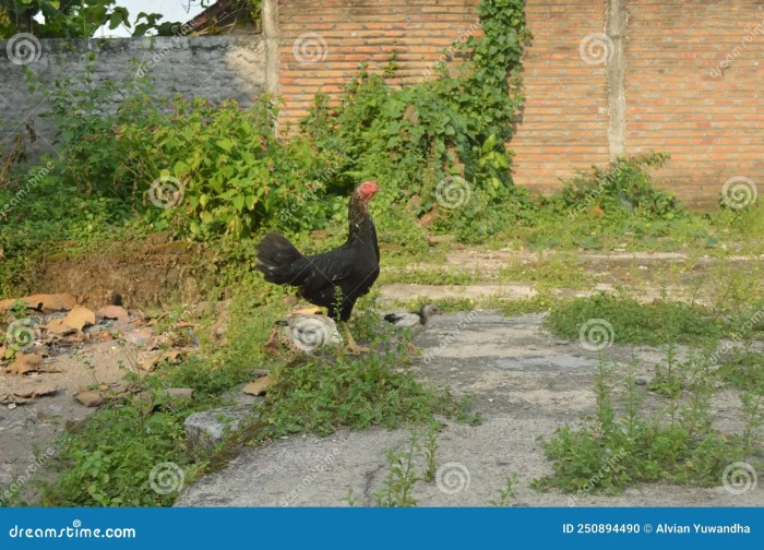 Perbedaan Ayam Kampung Jawa Dan Ayam Kampung Bali