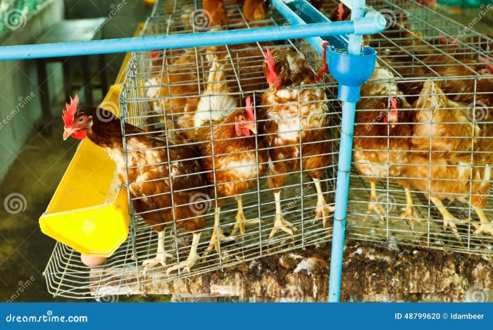 Pengaruh Kepadatan Kandang Terhadap Kesehatan Ayam Petelur