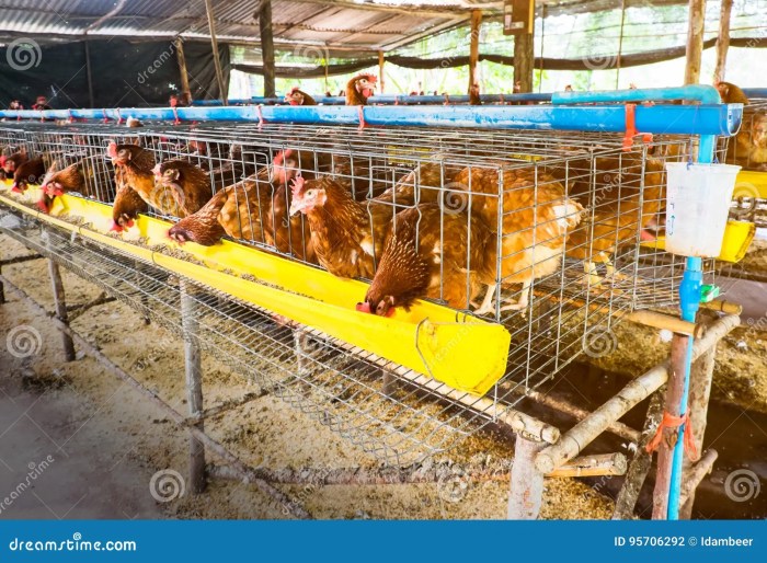 Pengaruh Kepadatan Kandang Terhadap Kesehatan Ayam Petelur