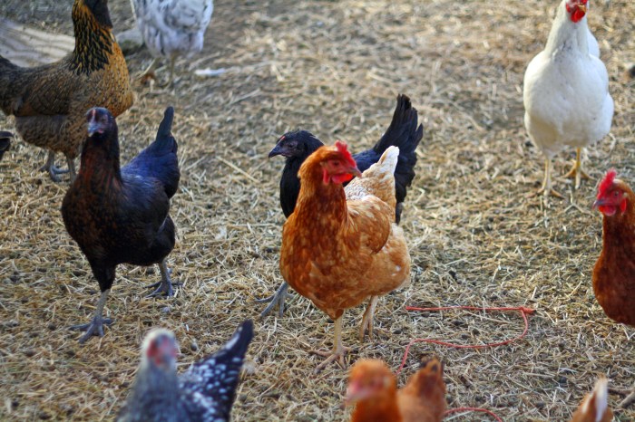 Cara Mencegah Penyakit Pada Ayam Kampung Secara Efektif