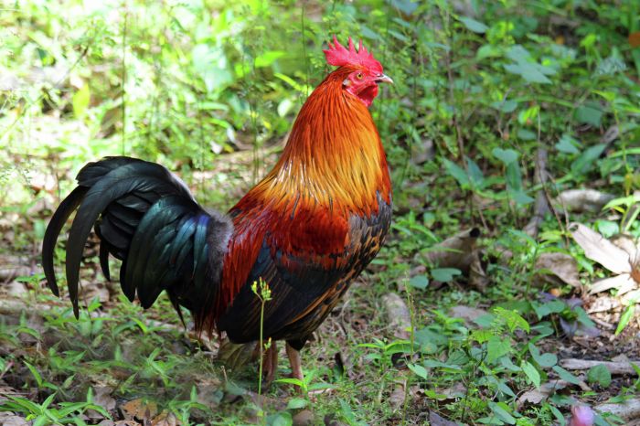 Program Pemerintah Untuk Melindungi Ayam Hutan